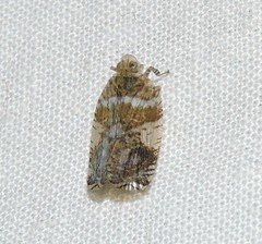 Lophopidae