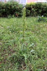 Rumex pseudonatronatus