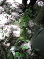 Chloraea membranacea