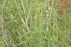 Brickellia longifolia