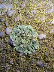 Phaeophyscia orbicularis