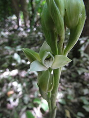 Chloraea membranacea
