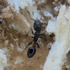 Temnothorax schaumii