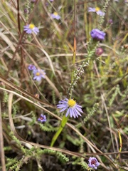 Symphyotrichum walteri