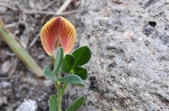 Crotalaria pumila