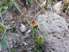 Crotalaria pumila
