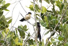 Donacobius atricapilla