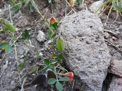 Crotalaria pumila