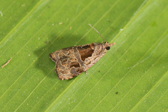Olethreutes cycladica