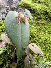 Pleurothallis