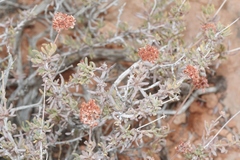 Eriogonum fasciculatum