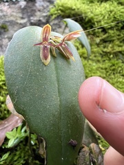 Pleurothallis
