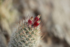 Escobaria tuberculosa