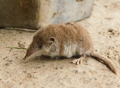 Crocidura