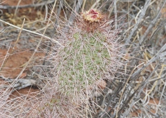 Opuntia polyacantha erinacea