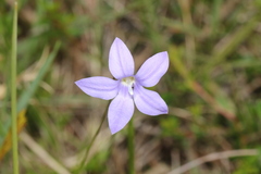 Wahlenbergia stricta