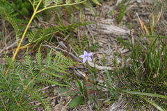 Wahlenbergia stricta