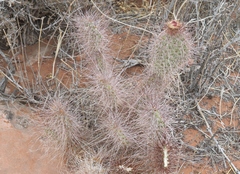 Opuntia polyacantha erinacea