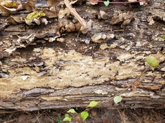 Radulomyces