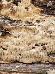 Radulomyces