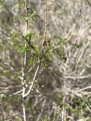Eysenhardtia texana