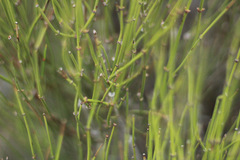 Ephedra viridis