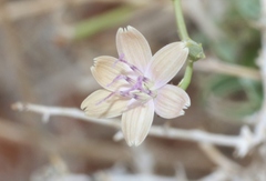 Stephanomeria pauciflora