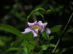 Bignonia callistegioides