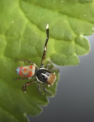 Maratus pavonis
