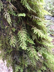 Dendroalsia abietina