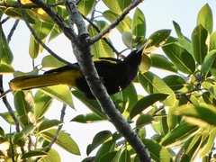 Cassiculus melanicterus