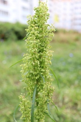 Rumex pseudonatronatus