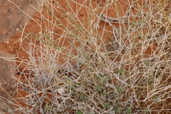 Stephanomeria pauciflora