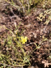 Menodora scabra