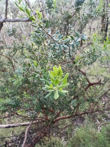 Image of Persoonia rigida by (c) Matthew Lincoln, some rights reserved (CC BY)