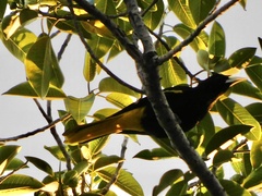 Cassiculus melanicterus