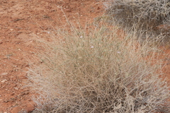Stephanomeria pauciflora