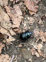 Geotrupes balyi