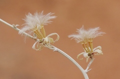 Stephanomeria pauciflora