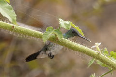 Chrysuronia leucogaster