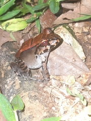 Leptodactylus savagei