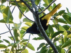 Cassiculus melanicterus