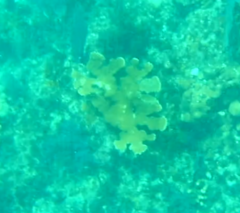 Acropora palmata