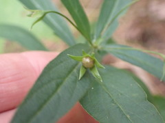 Lysimachia lanceolata