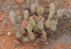 Opuntia polyacantha erinacea