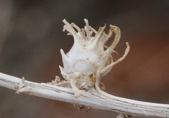 Procecidochares kristineae