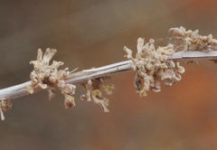 Procecidochares kristineae
