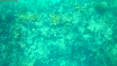 Acropora palmata