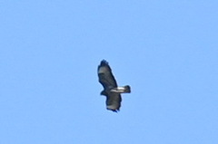 Buteo buteo