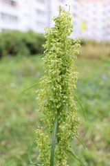 Rumex pseudonatronatus